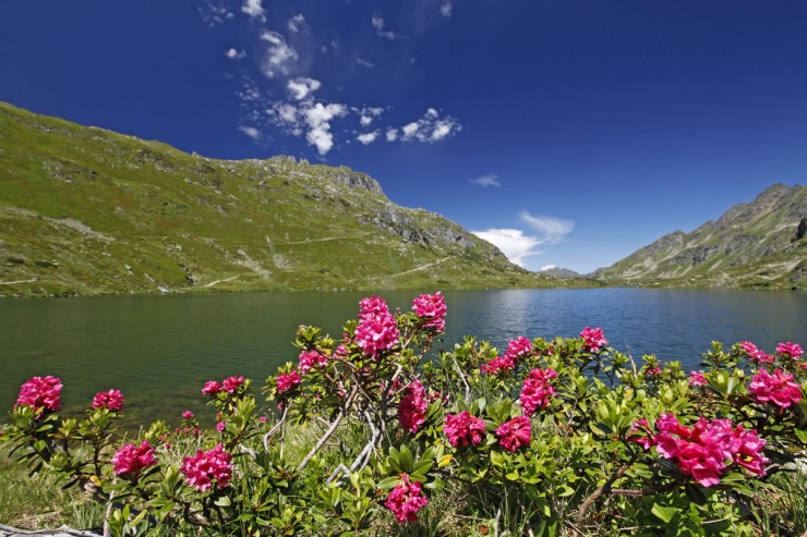 Almrausch vor Bergsee